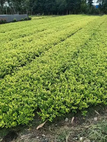 多伦多定制网球拍价格多少